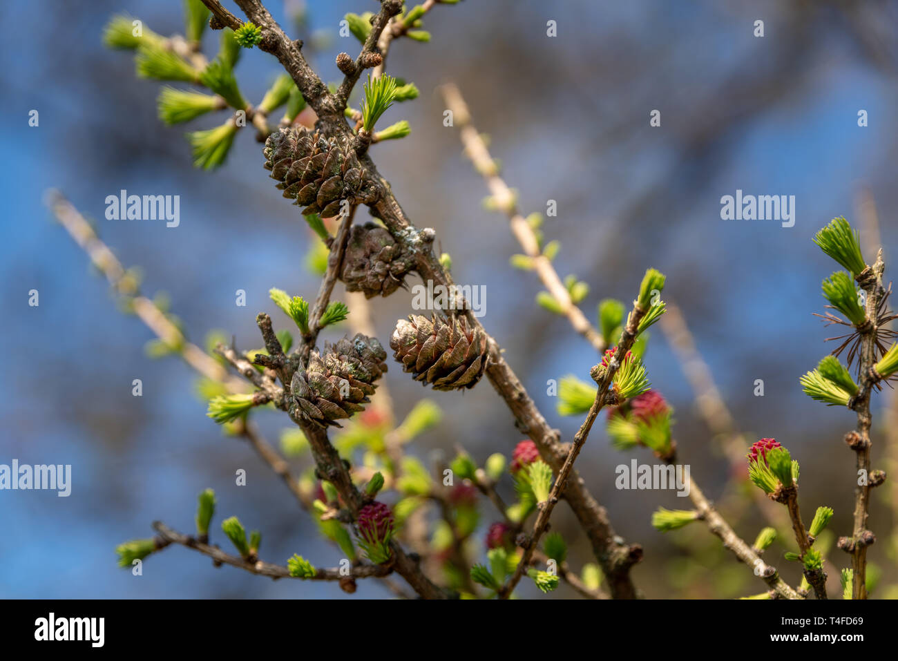 Young fir tree hi-res stock photography and images - Alamy