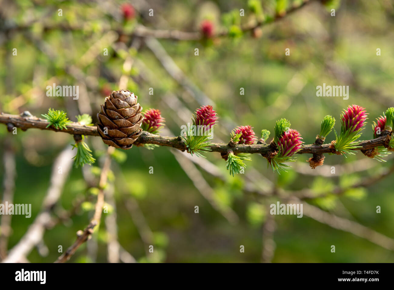 Young fir cone hi-res stock photography and images - Alamy
