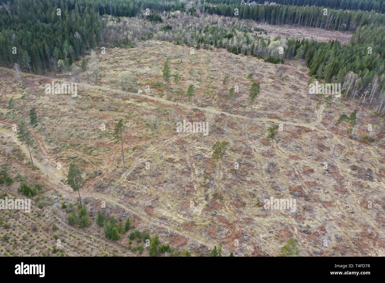Aerial view over a clearcut./Flygbild över ett kalhygge Stock Photo - Alamy