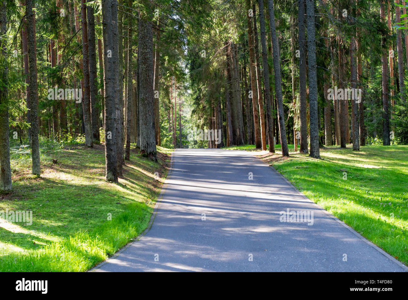 Asphalt road through the forest on a summer day Stock Photo - Alamy