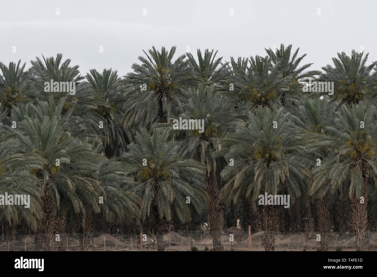 Medjool date palm tree plantation in the Jordan valley Israel Stock Photo -  Alamy