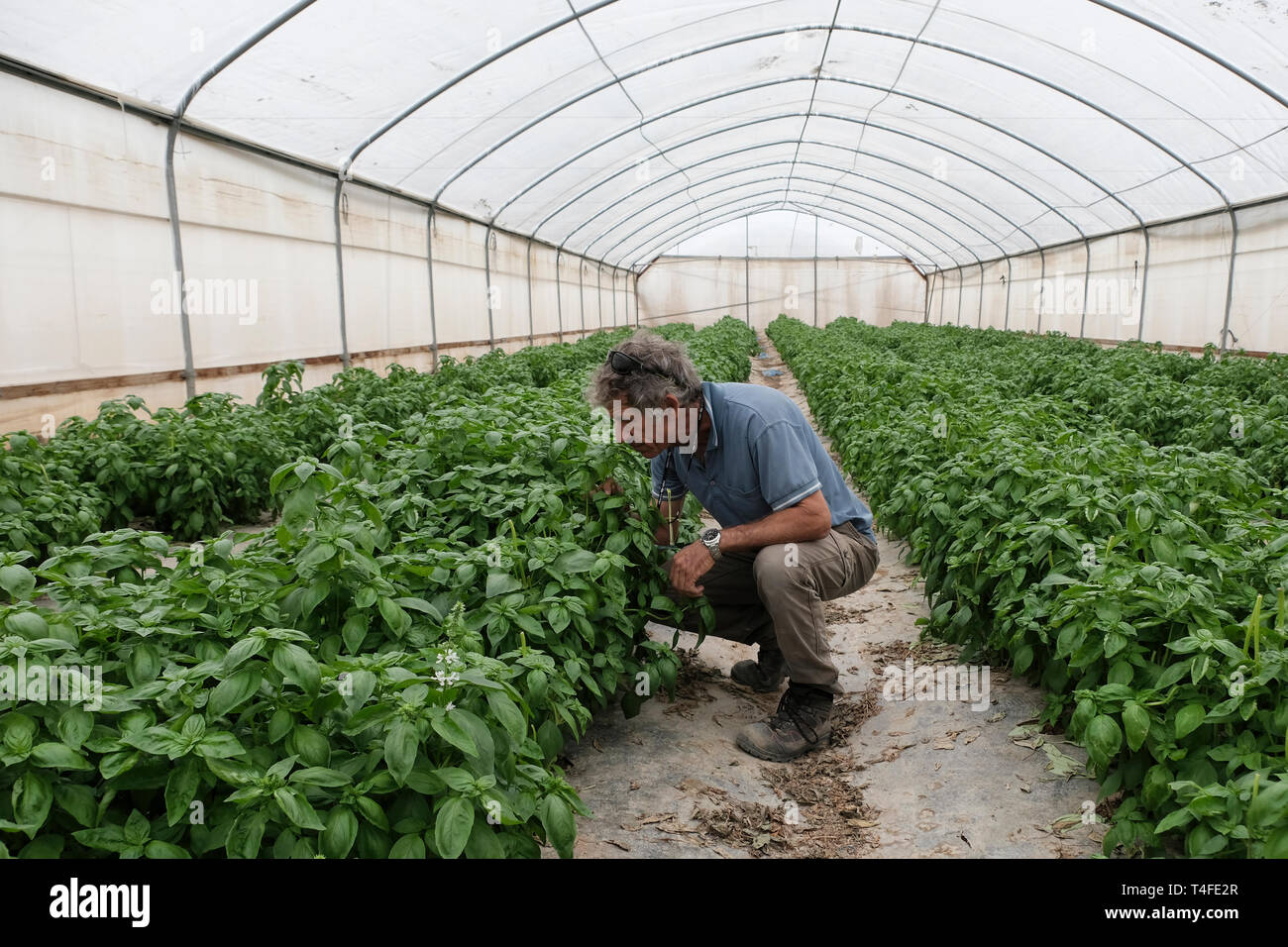 Yinon Rosenblum An Israeli Farmer At His Greenhouse Which Grows