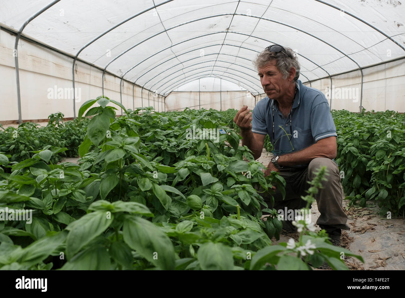 Yinon Rosenblum An Israeli Farmer At His Greenhouse Which Grows
