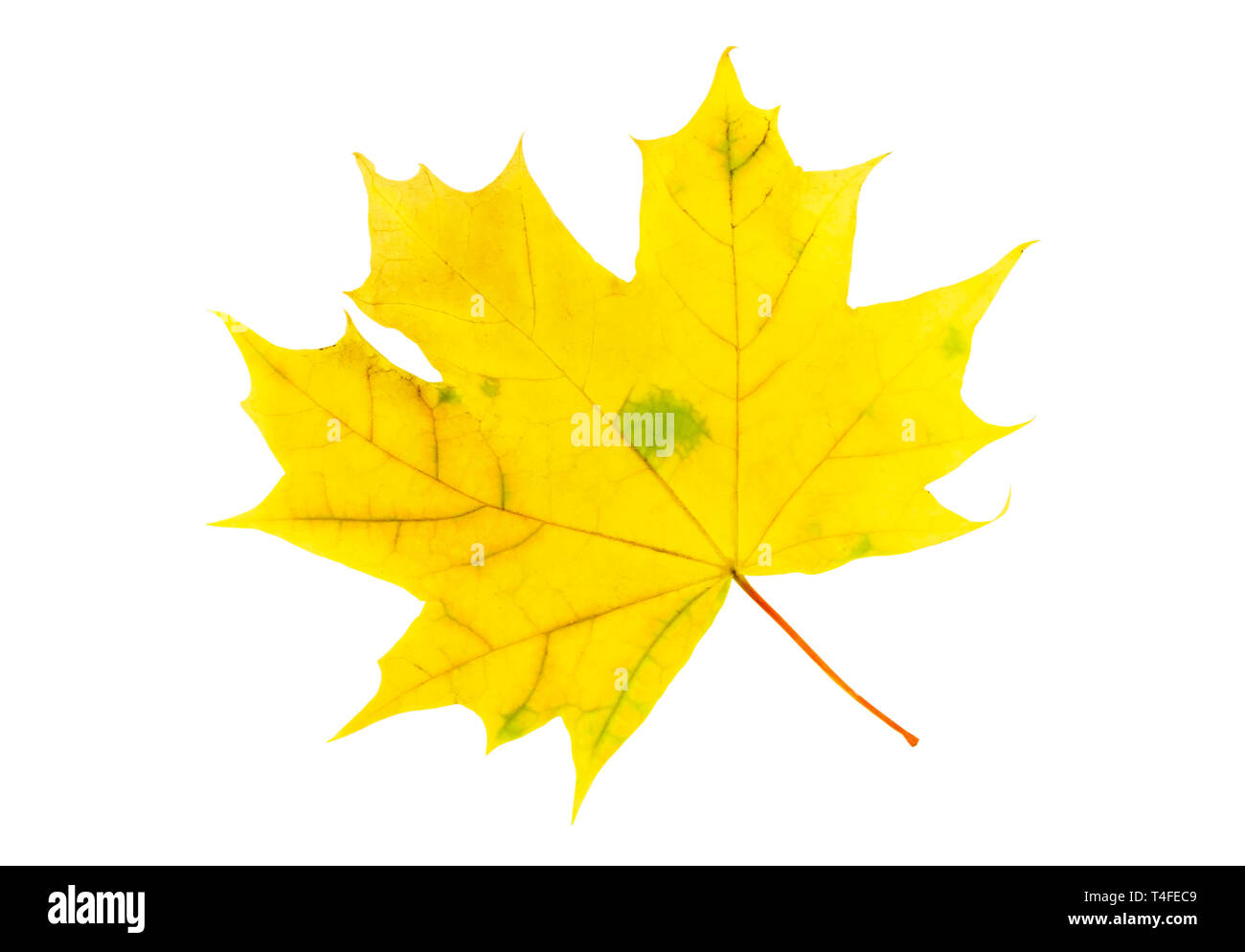 Dry autumn maple leaf isolated on white background Stock Photo - Alamy