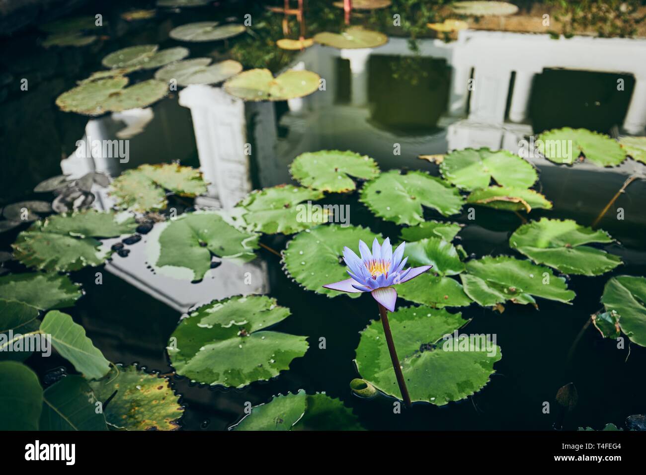 Lotus flower against water reflection of ancient rock cave temple. Dambulla, Sri Lanka. Stock Photo