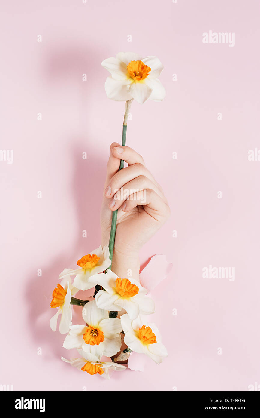 Female hand holds white flower is seen through a hole in pink paper with flowers. Bright colored background and a gap slot in the paper. Holiday and d Stock Photo