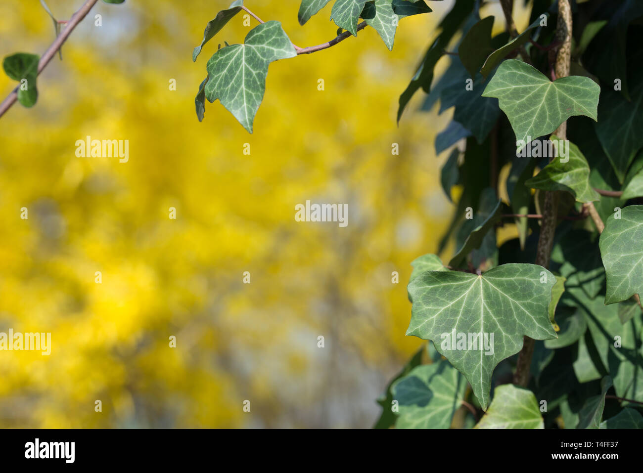 ivy leaves macro on yellow background Stock Photo