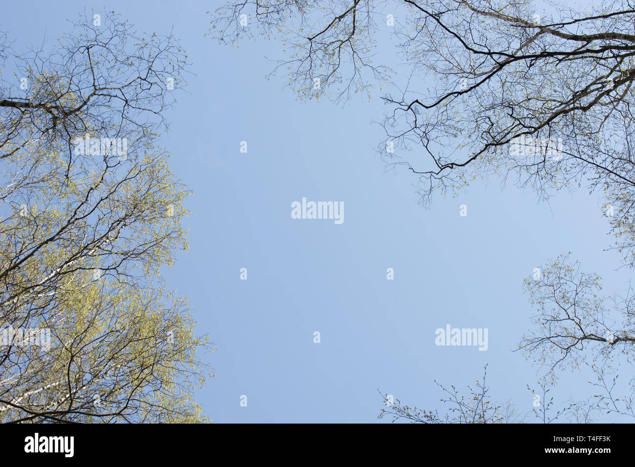 birch and oak spring branches on blue sky on sunny day Stock Photo - Alamy