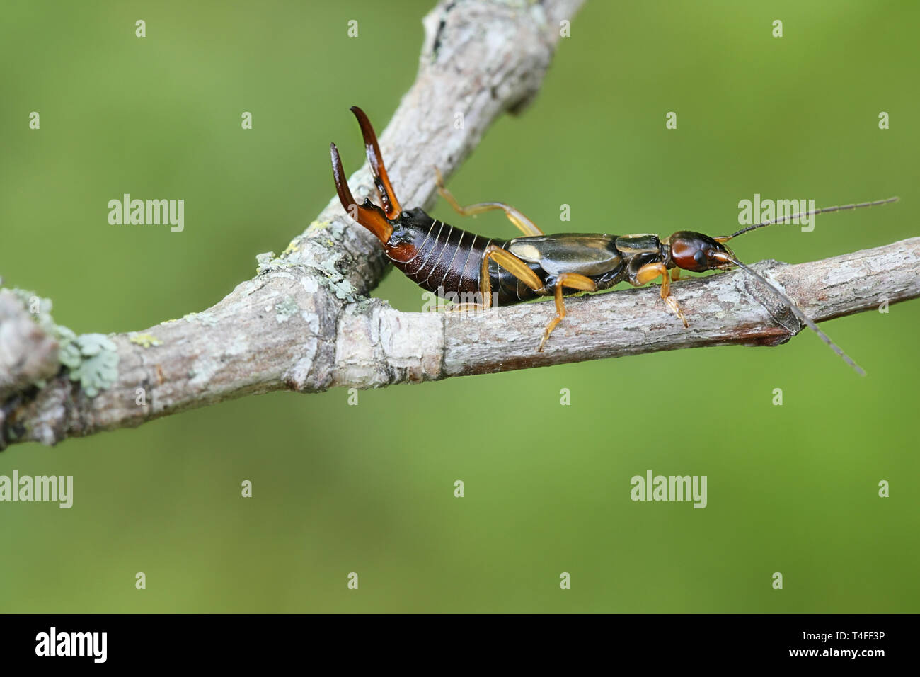 Common Earwig European Earwig Forficula High Resolution Stock ...