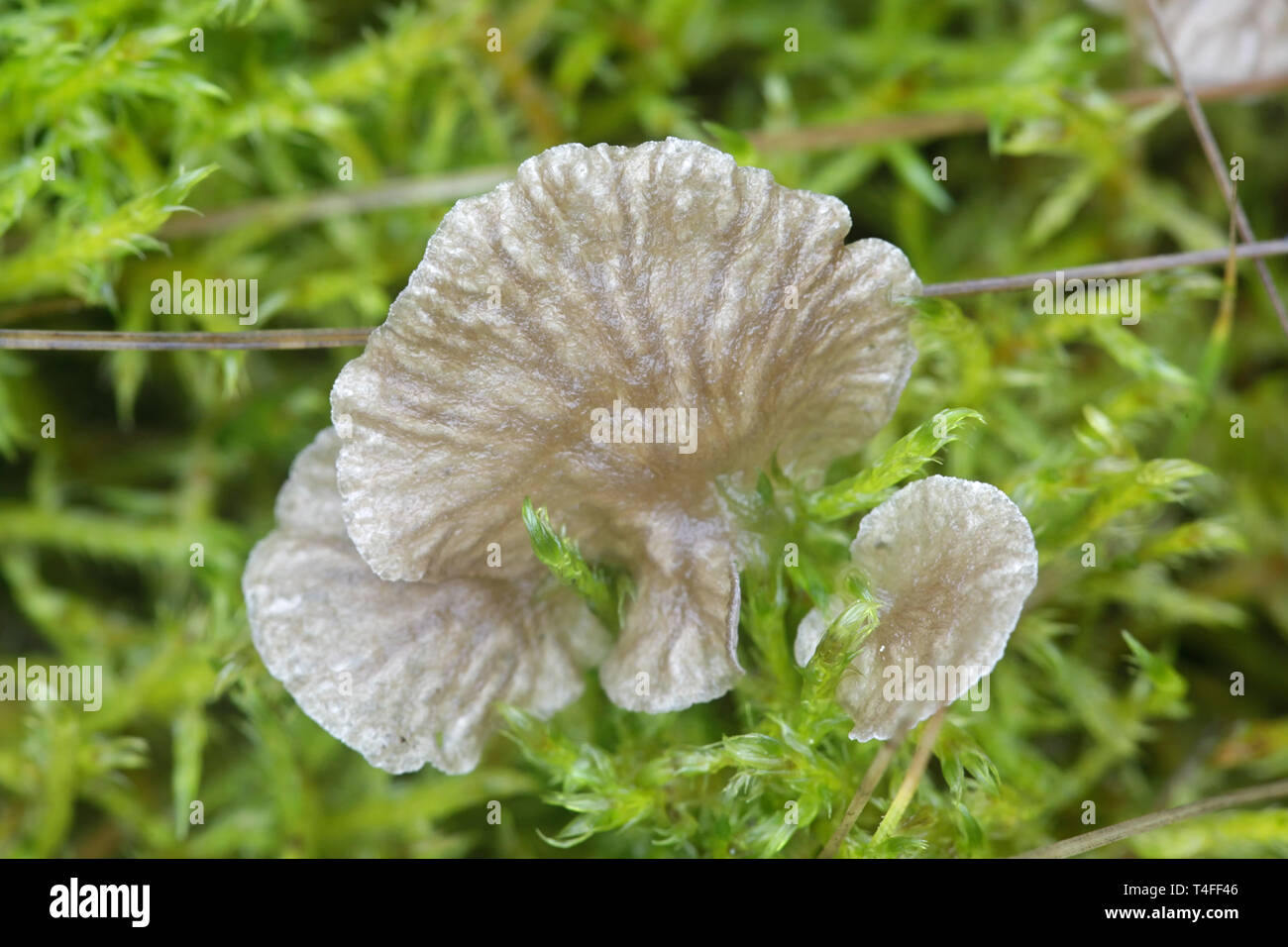 Arrhenia lobata, known as the lobed oysterling, wild mushroom from Finland Stock Photo