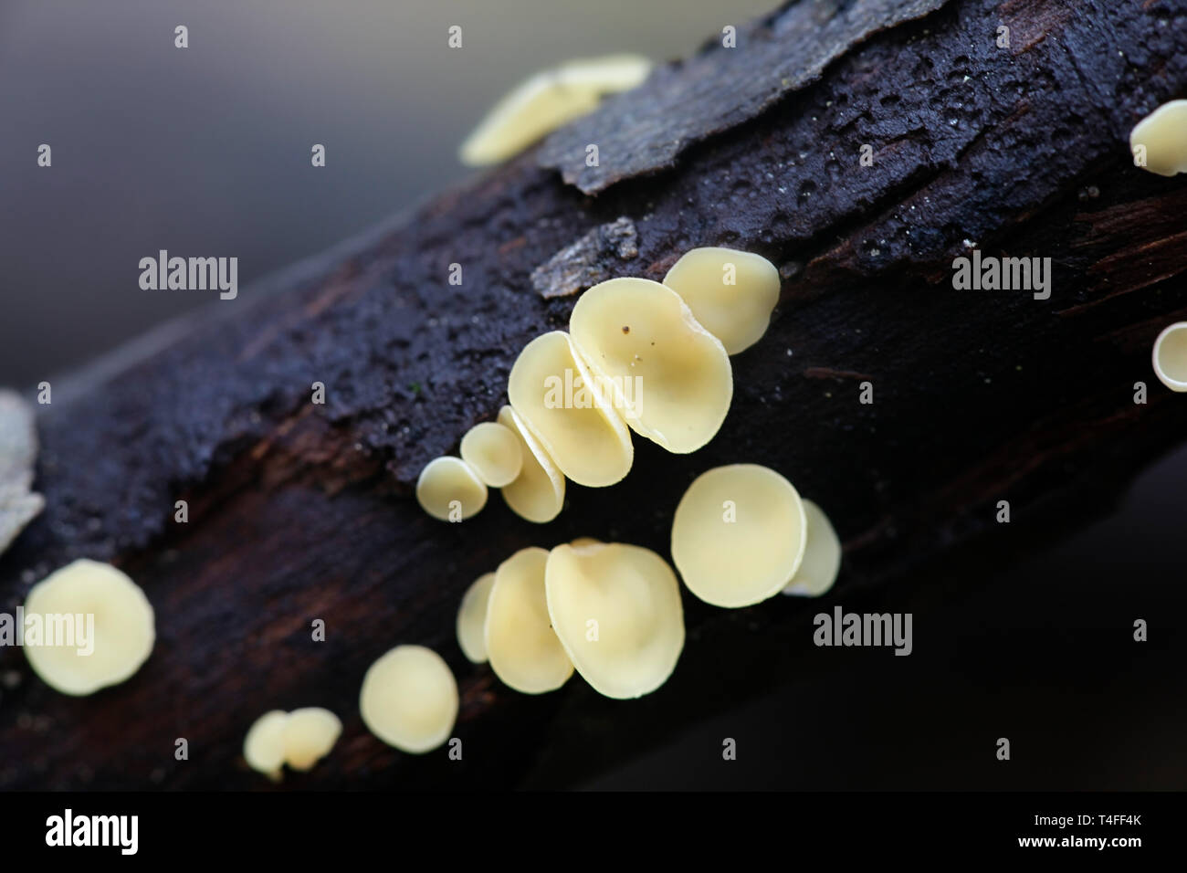 Sac fungi or ascomycetes, Helotiales of the genus Hymenoscyphus Stock Photo