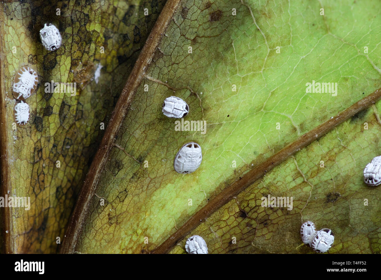 Whitefly, Aleurochiton aceris, final larval instars or pupae wintering on a maple leaf Stock Photo