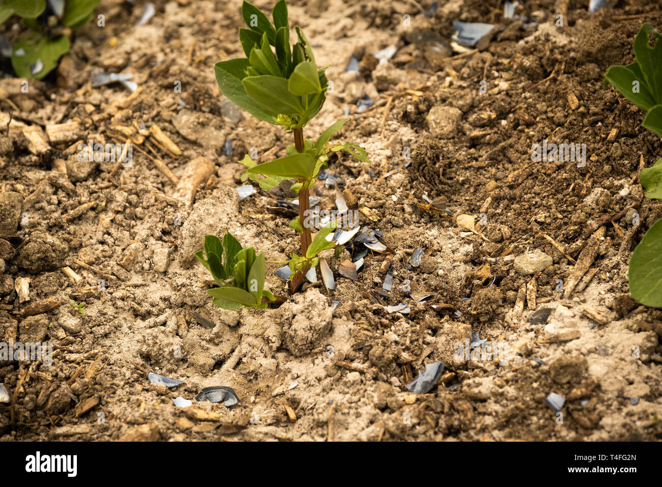 Protecting seedlings from being eaten hires stock photography and