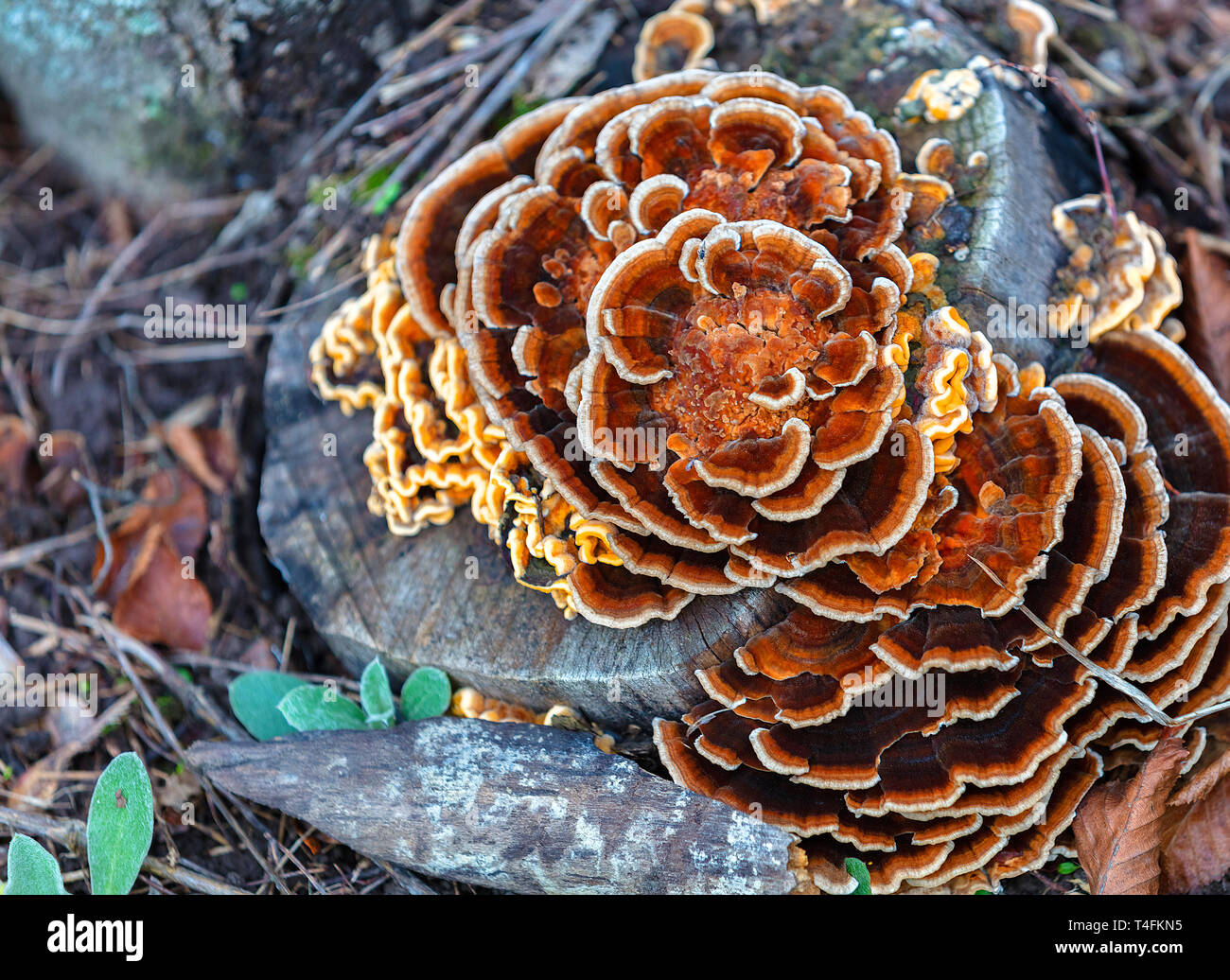 Bright orange mushroom Laetiporus sulphureus (a chicken from a tree), grows on an old rotten stump in an autumn park Stock Photo
