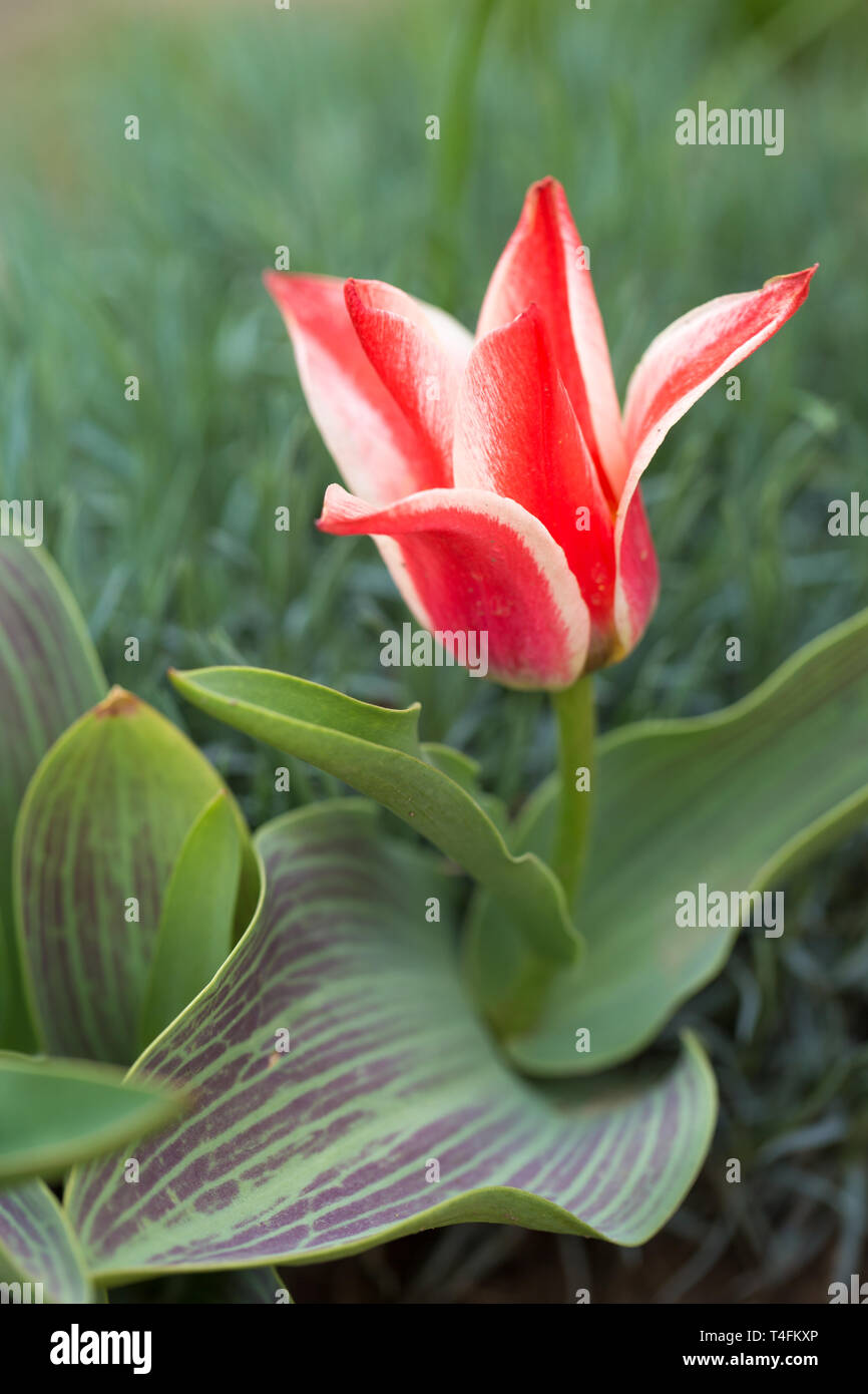 Dwarf botanical striped tulips Stock Photo