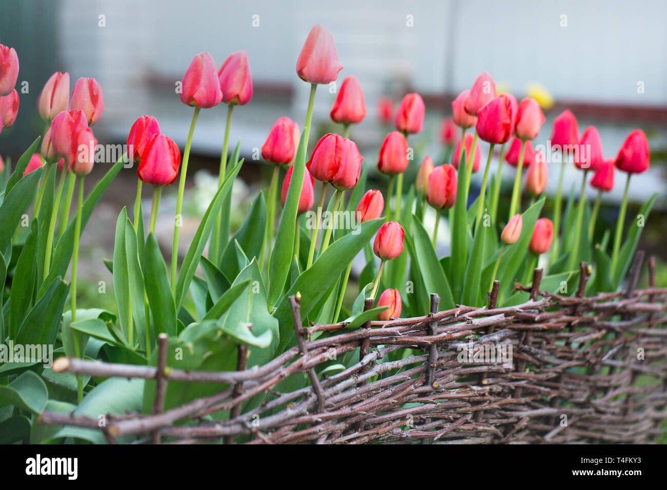 Red tulips behind the fence Stock Photo