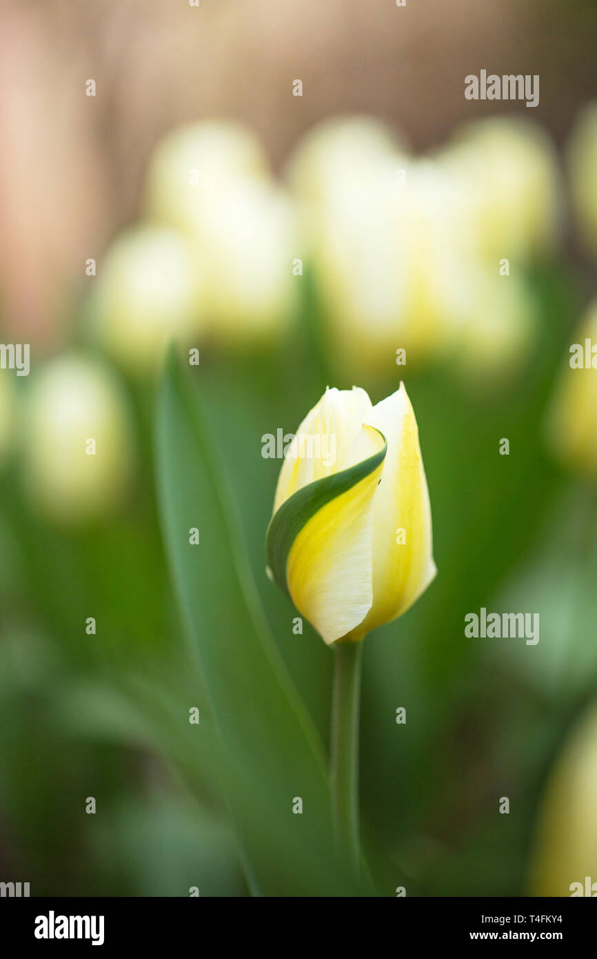 White tulip with yellow splashes Stock Photo