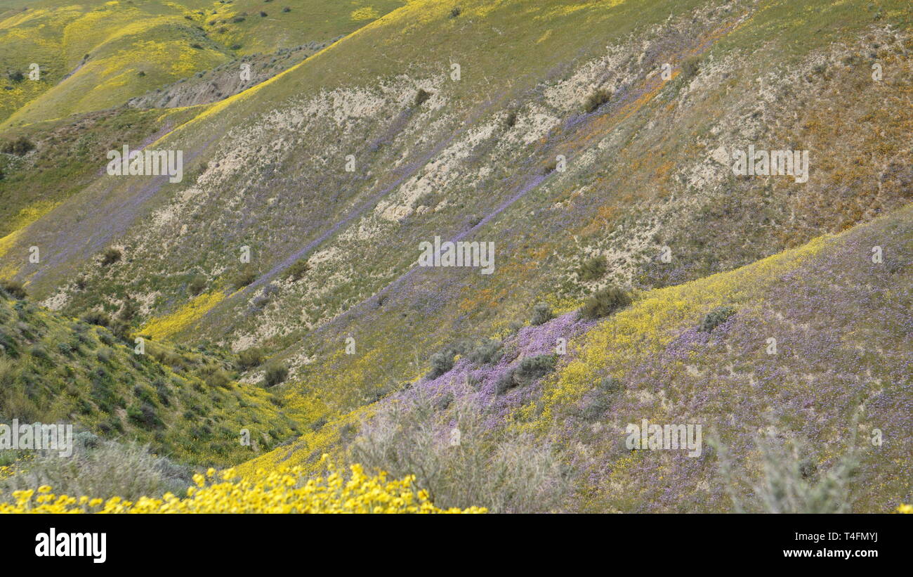 Super Bloom 2019, Carizzo Plain National Monument, California, USA Stock Photo