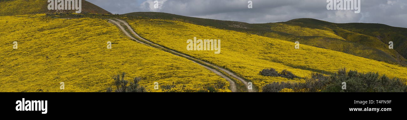 Super Bloom 2019, Carizzo Plain National Monument, California, USA Stock Photo