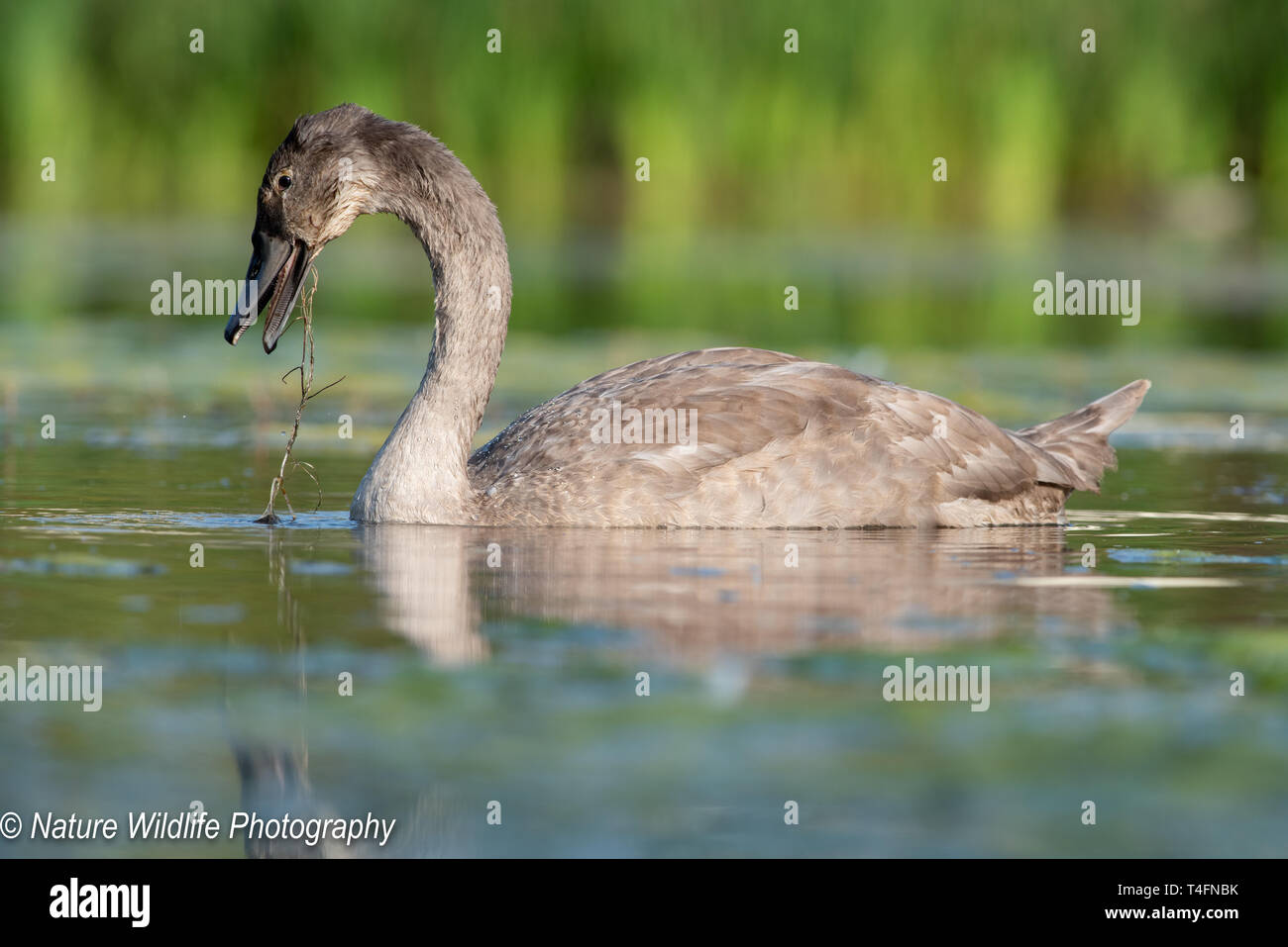 Mute Swan eating weed Stock Photo Alamy