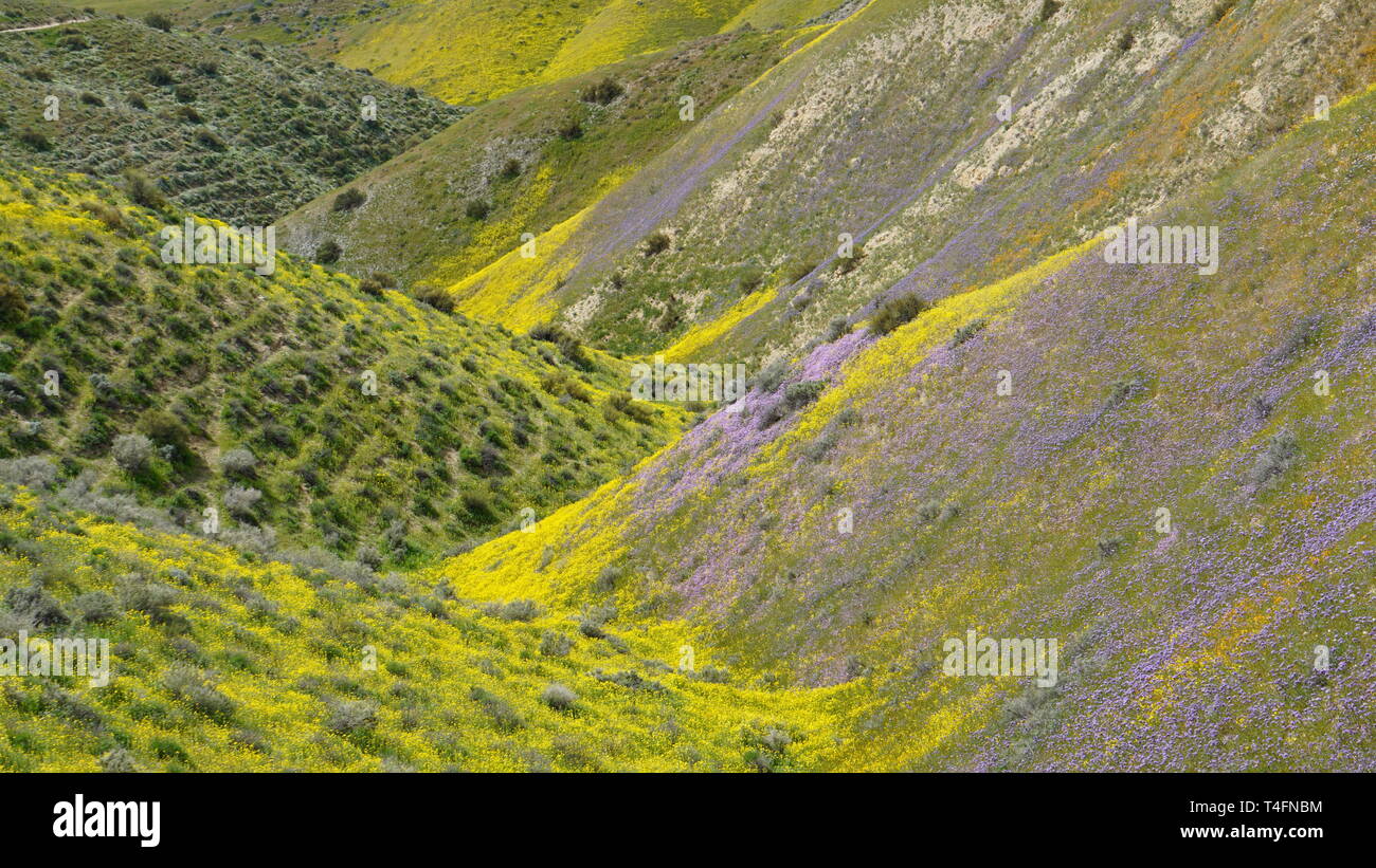 Super Bloom 2019, Carizzo Plain National Monument, California, USA Stock Photo