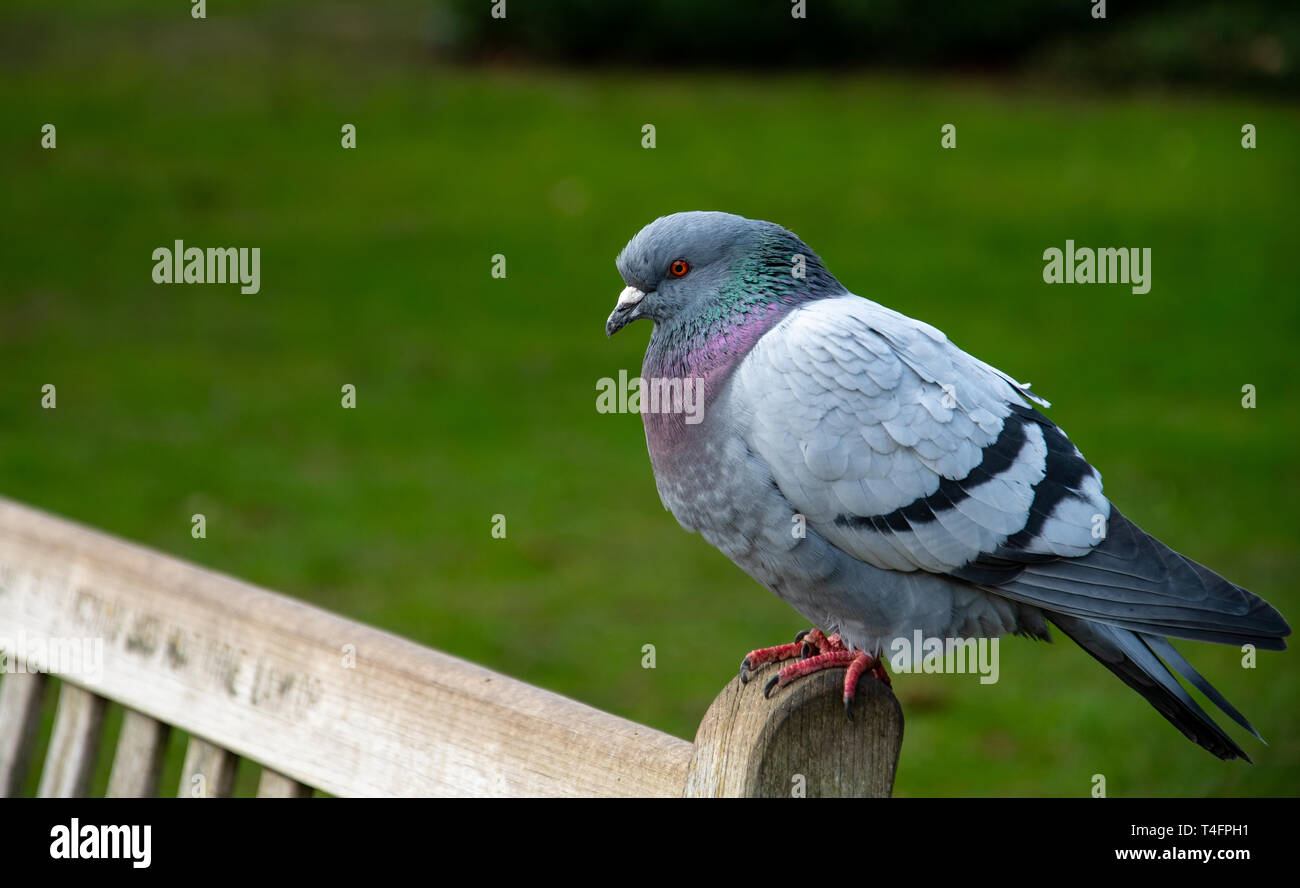 A Common Wood Pigeon Perched On A Wooden Park Bench Stock Photo