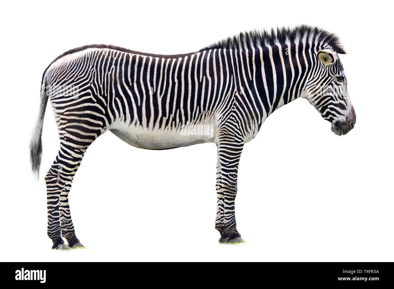 Grevys zebra isolated on white backgorund. This largest of  the zebra species and is endangered. Found in the savannahs and grasslands of northern Ken Stock Photo