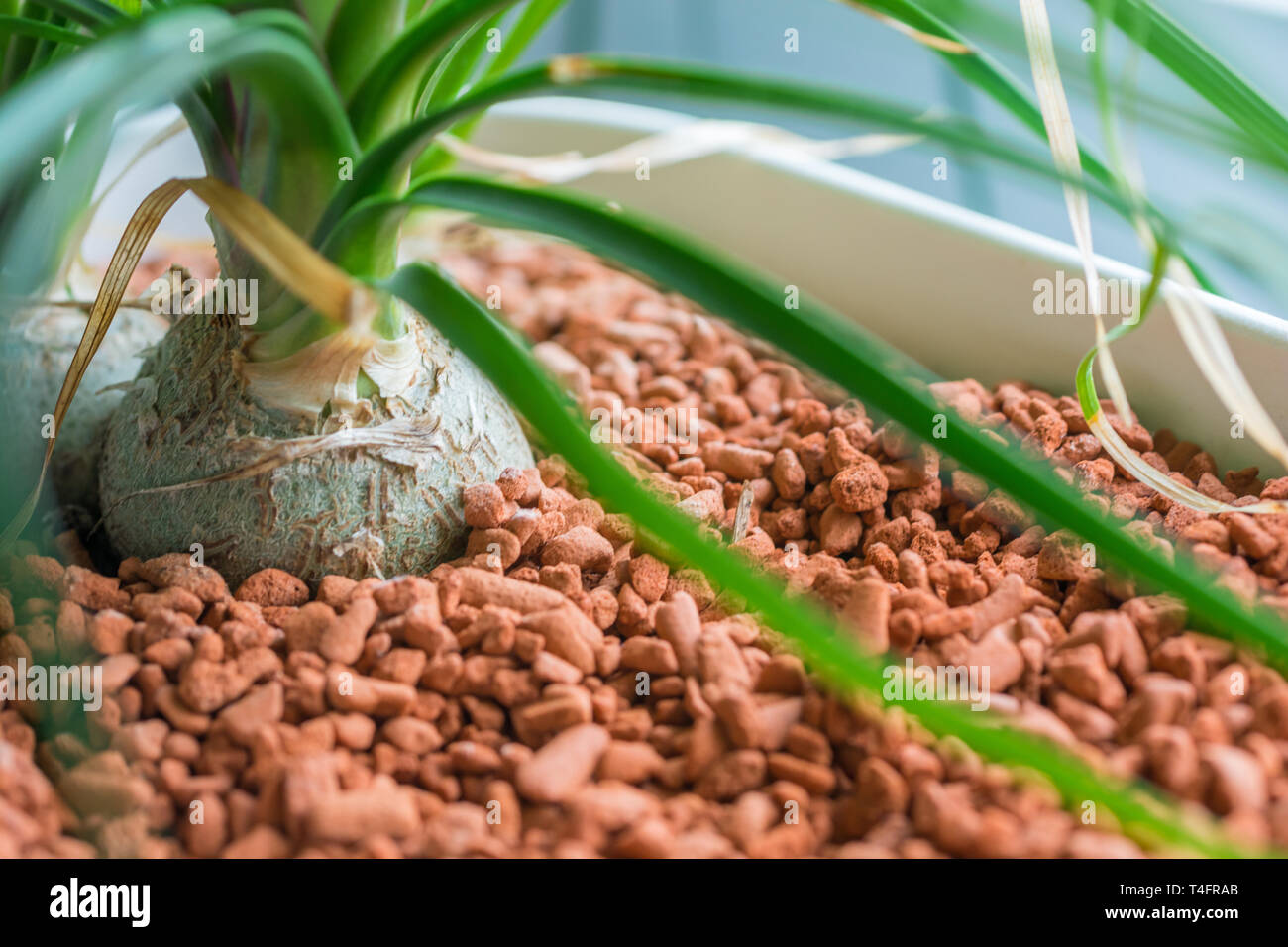 Plant grows in granules in a flowerpot Stock Photo
