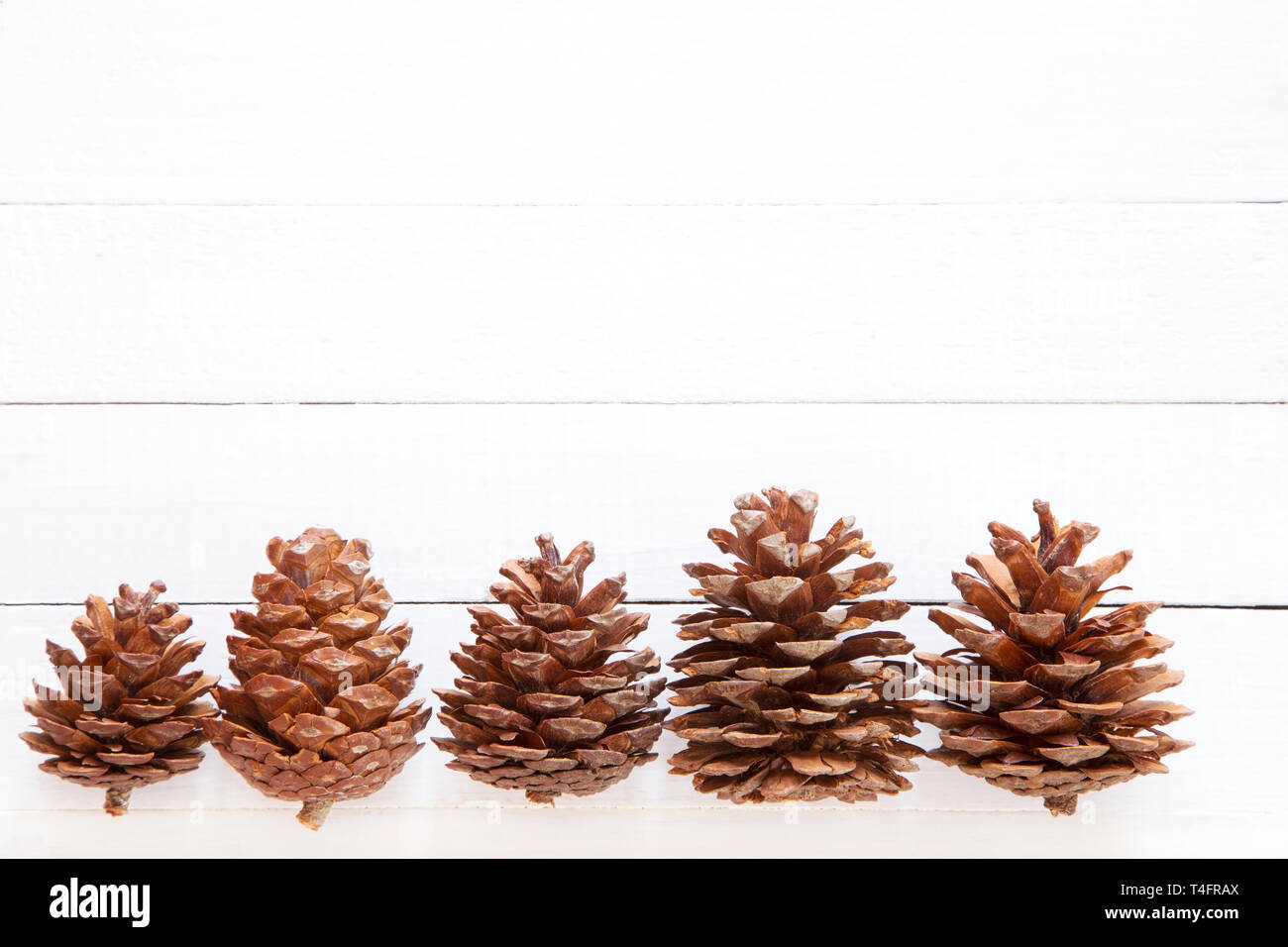Pine cones on white wooden background Stock Photo