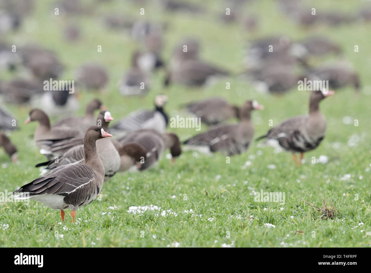 Greater White-fronted Geese / Blaessgaense ( Anser albifrons ), overwintering nordic geese, flock feeding on farmland, watching attentively, typical b Stock Photo