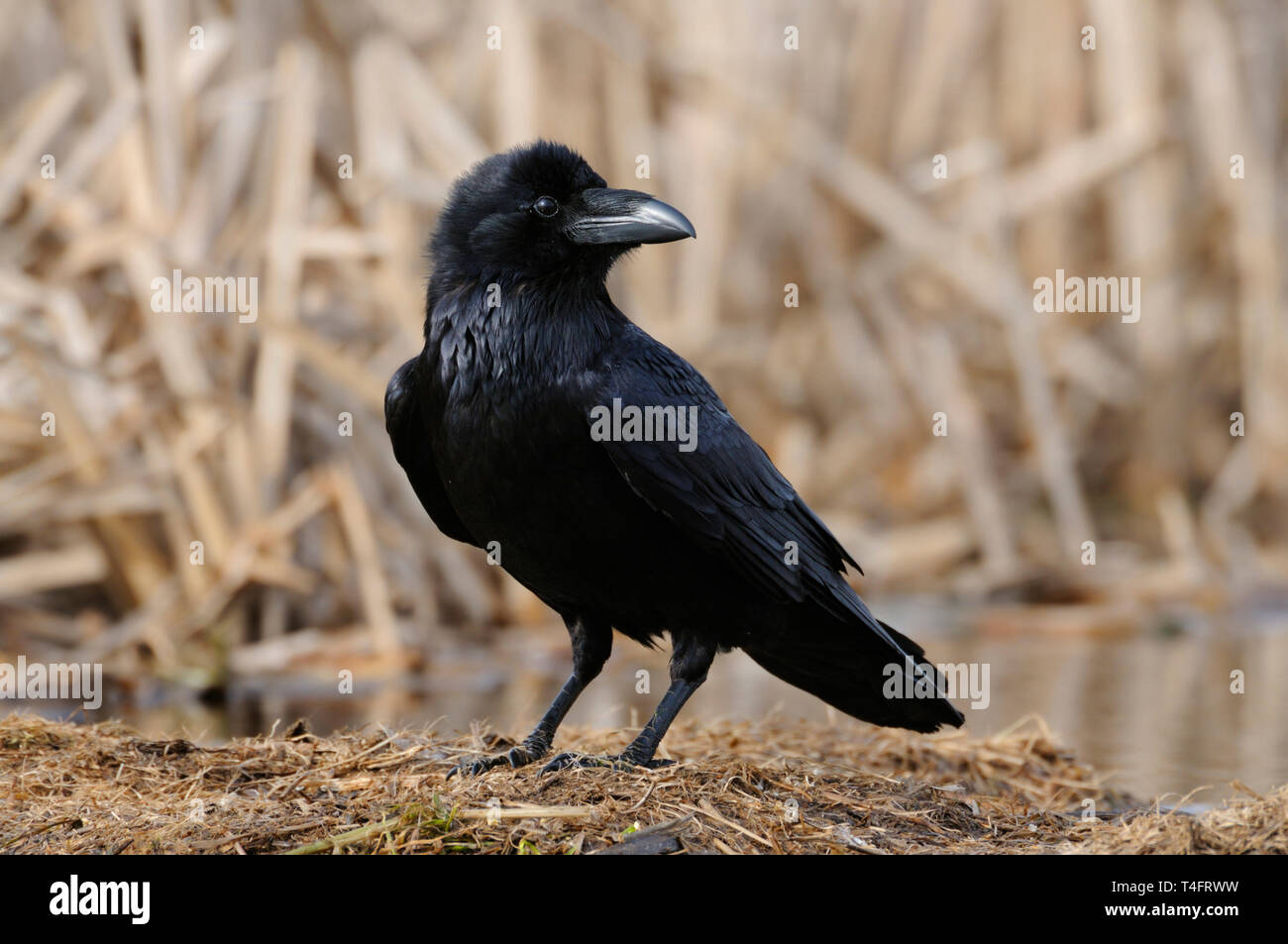 Common Raven / Kolkrabe ( Corvus corax ) perched on the ground, detailled close-up, black shining plumage, watching attentively, wildlife, Europe. Stock Photo