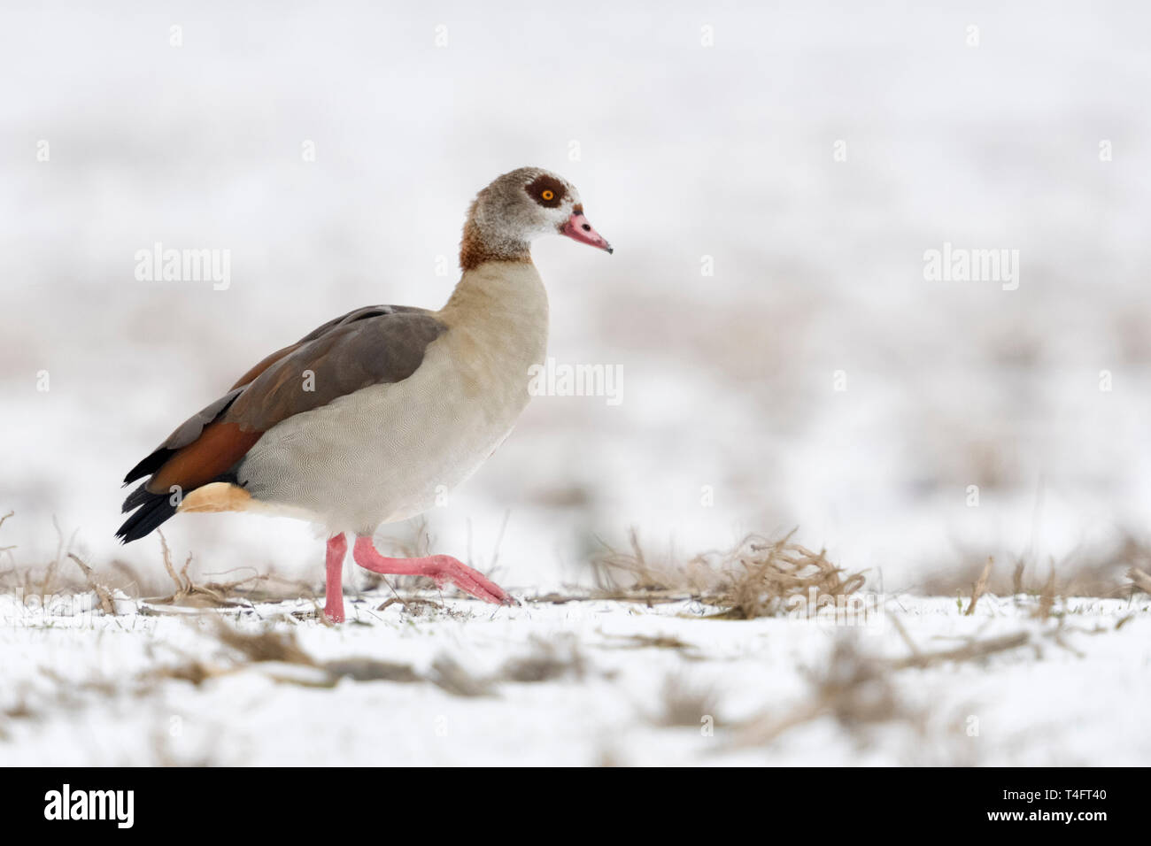 Egyptian Goose / Nilgans (Alopochen aegyptiacus), invasive species in winter, walking over snow covered farmland , searching for food, wildlife, Europ Stock Photo