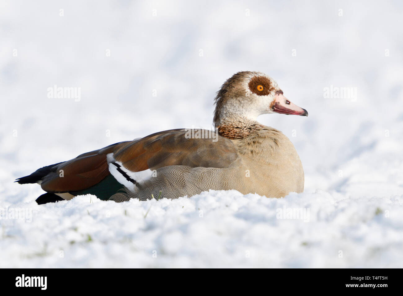 Egyptian Goose / Nilgans (Alopochen aegyptiacus) in winter, lying, resting on snow covered farmland, wildlife, Europe. Stock Photo
