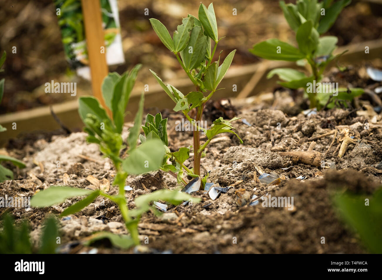 Vegetable gardening in the UK - young broad bean plants in a raised bed on an allotment garden surrounded by a dusting of fresh wood ash and crushed mussel shells to protect them from being eaten by slugs Stock Photo