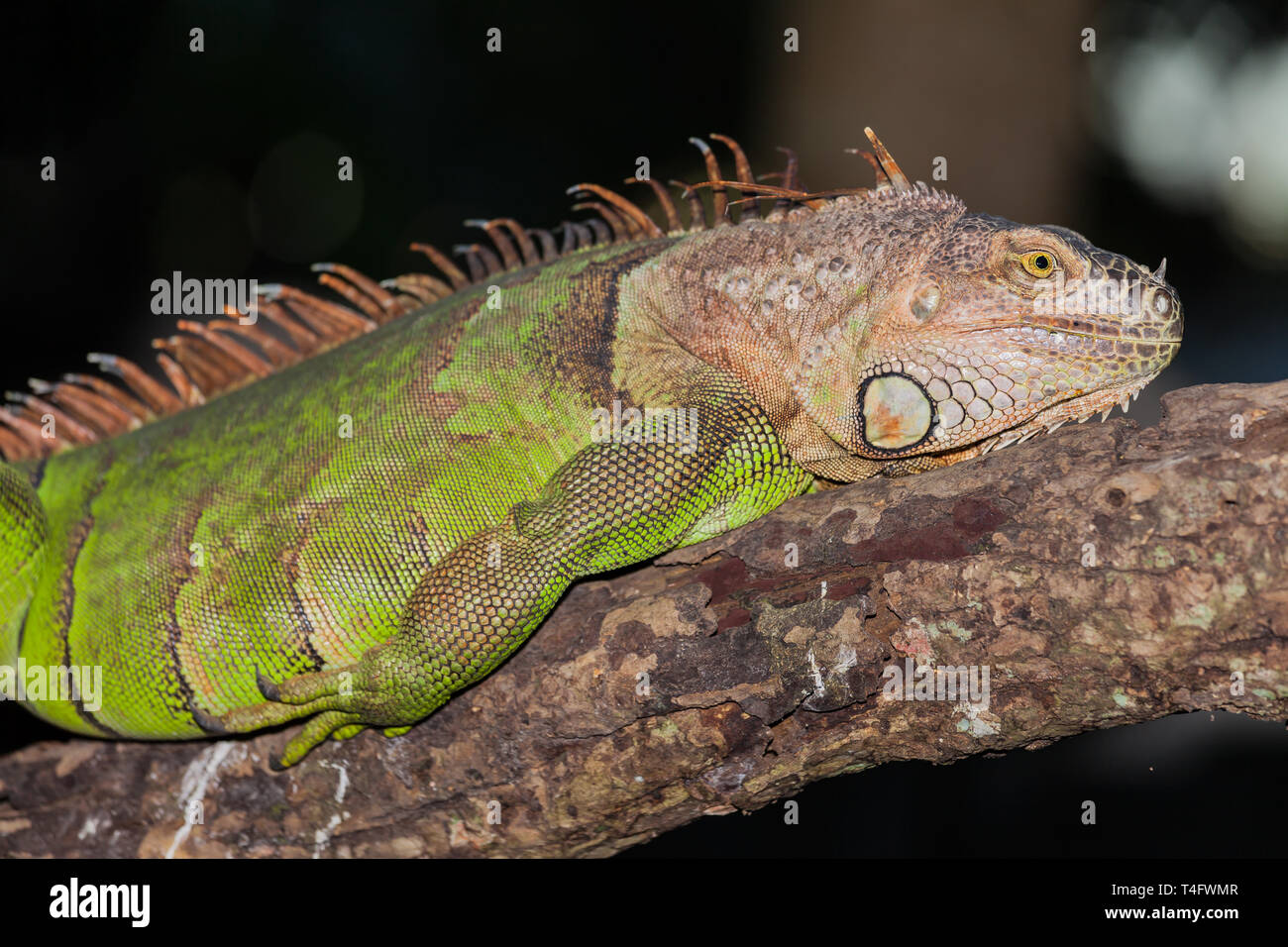 Close up of a green iguana Stock Photo