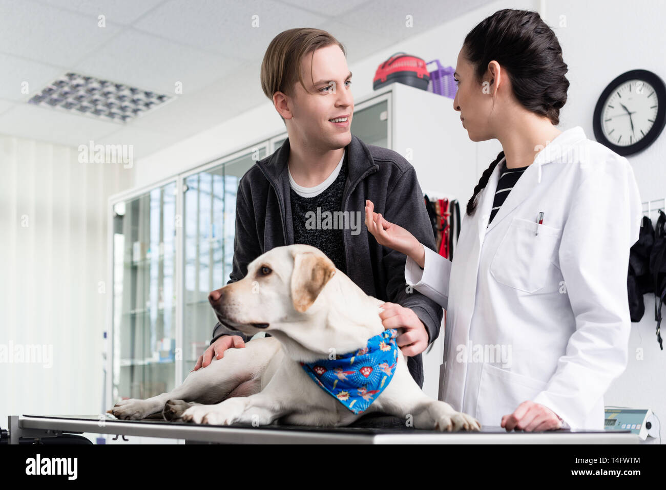 Dog in clinic for check-up Stock Photo