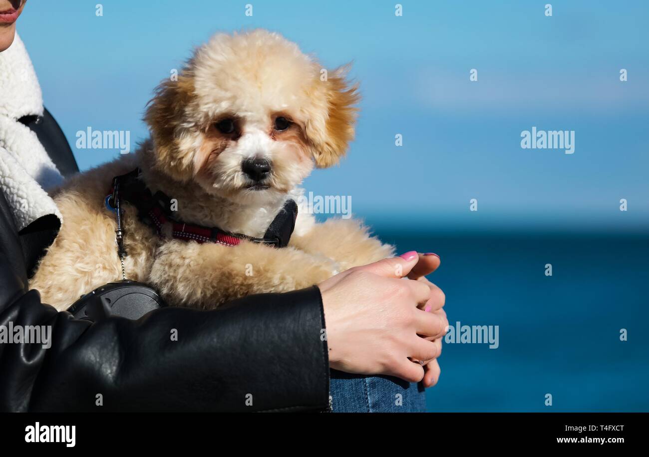 maltipoo eyes