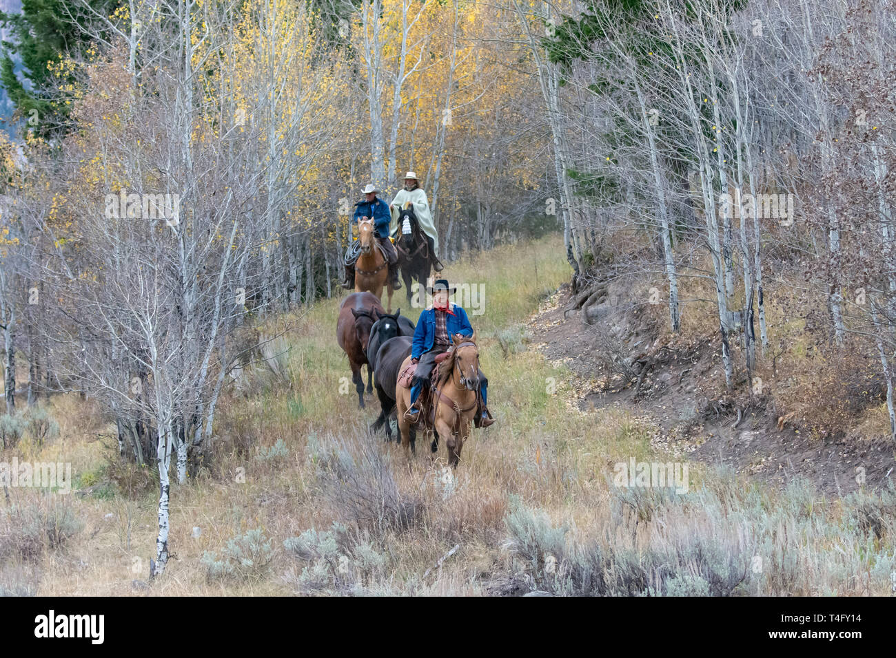 American cowboys and horses in Wyoming Stock Photo
