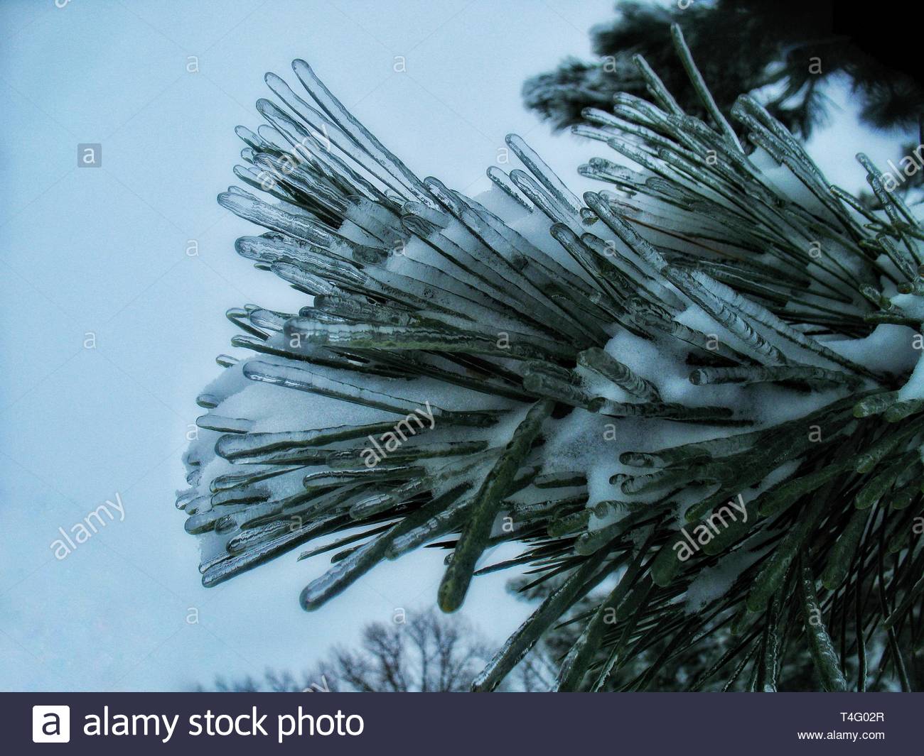 Black Spruce Tree Stock Photos & Black Spruce Tree Stock Images - Alamy