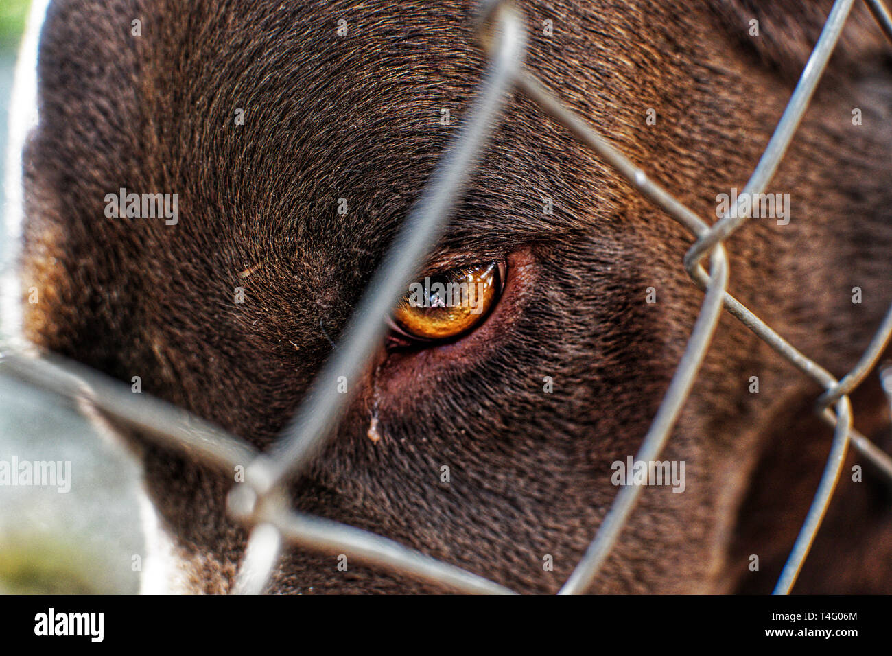 Close up portrait of Caged cute Labrador dogs. Pets, pet dog locked. Captive animal Fenced, fence or incarcerated.  Chocolate color labrador dog in a cage. Stock Photo