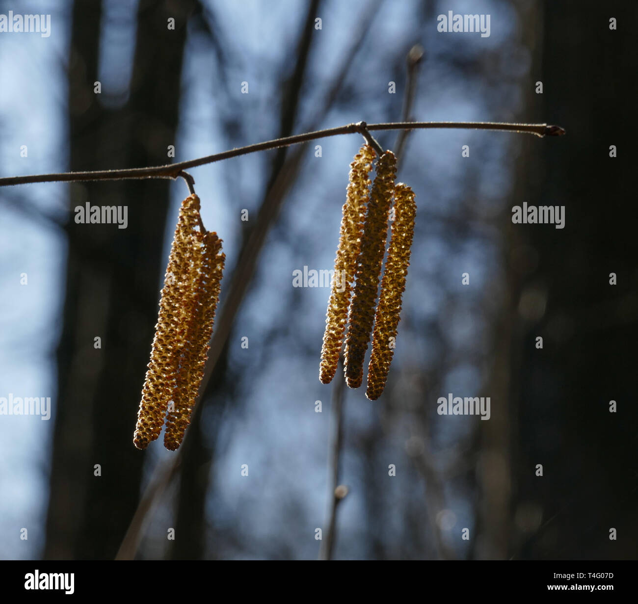 Hazel catkins Stock Photo