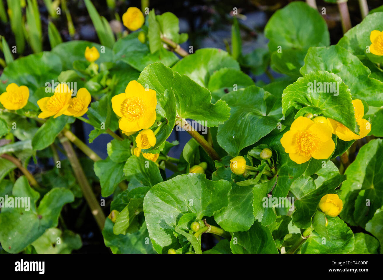 Marsh Marigold flowers, yellow in early spring. Close up view of the plant growing at the edge of a garden pond. Stock Photo