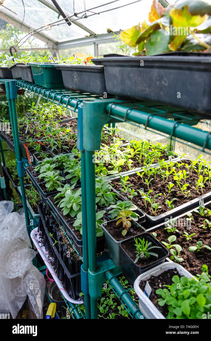Seedlings and young plants growing in seed trays and old margarine tubs on shelves in a