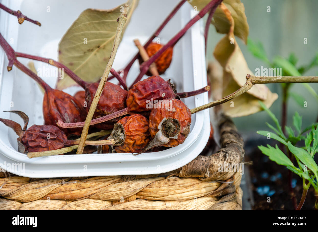 Rose seeds hires stock photography and images Alamy