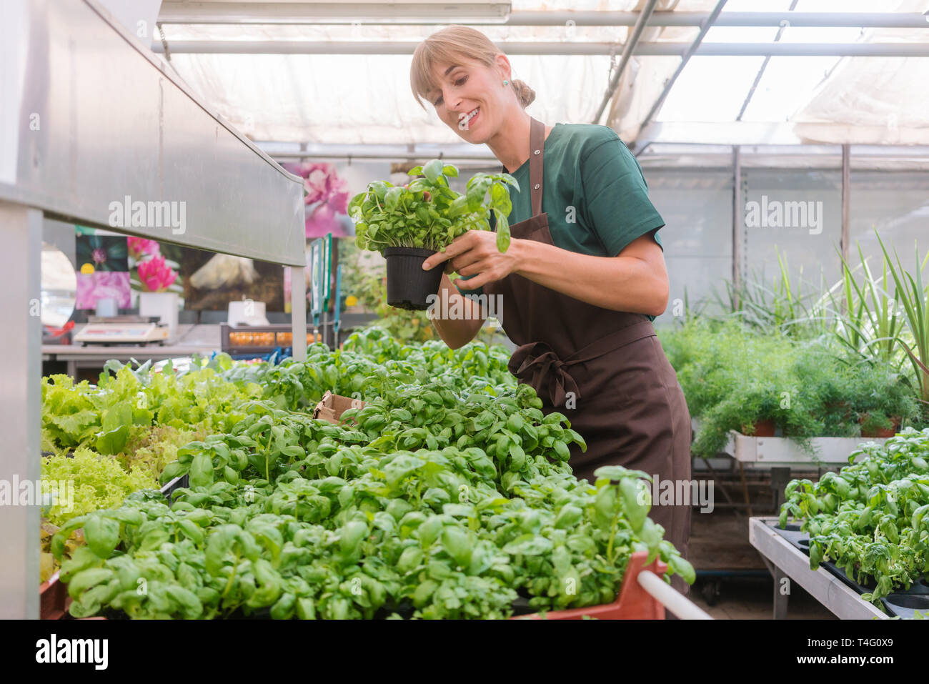 Market gardener growing herbs in her hothouse Stock Photo