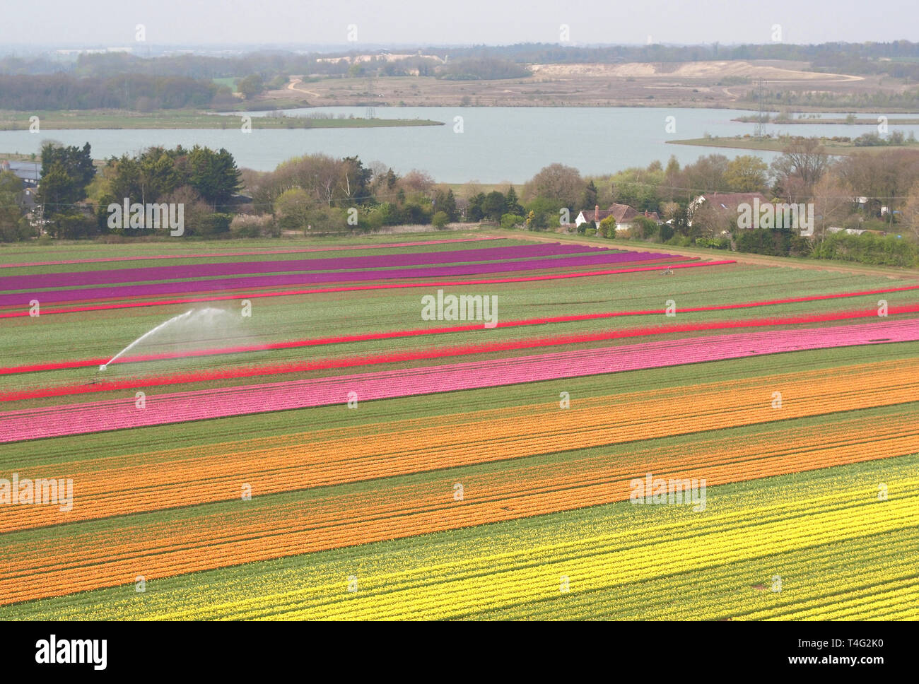 A field of colourful tulips come into bloom near King's Lynn in Norfolk