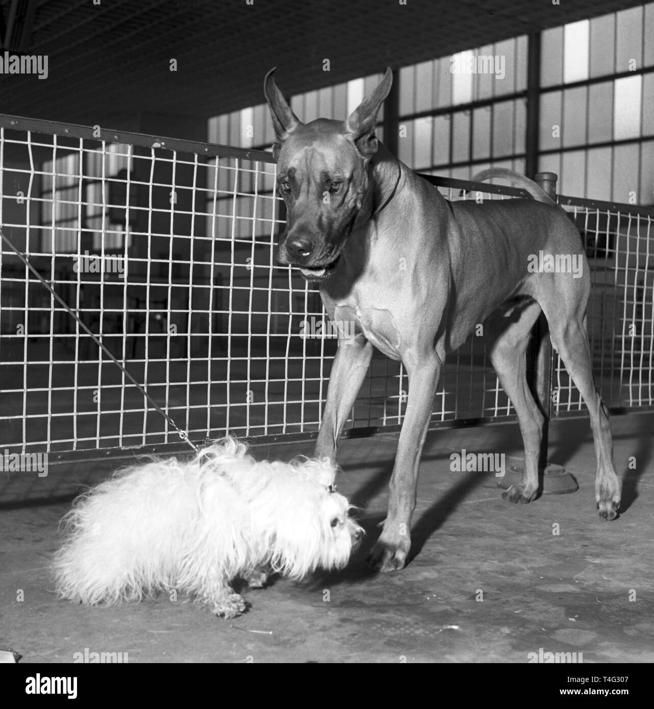 Two dogs at dog show Black and White Stock Photos & Images - Alamy
