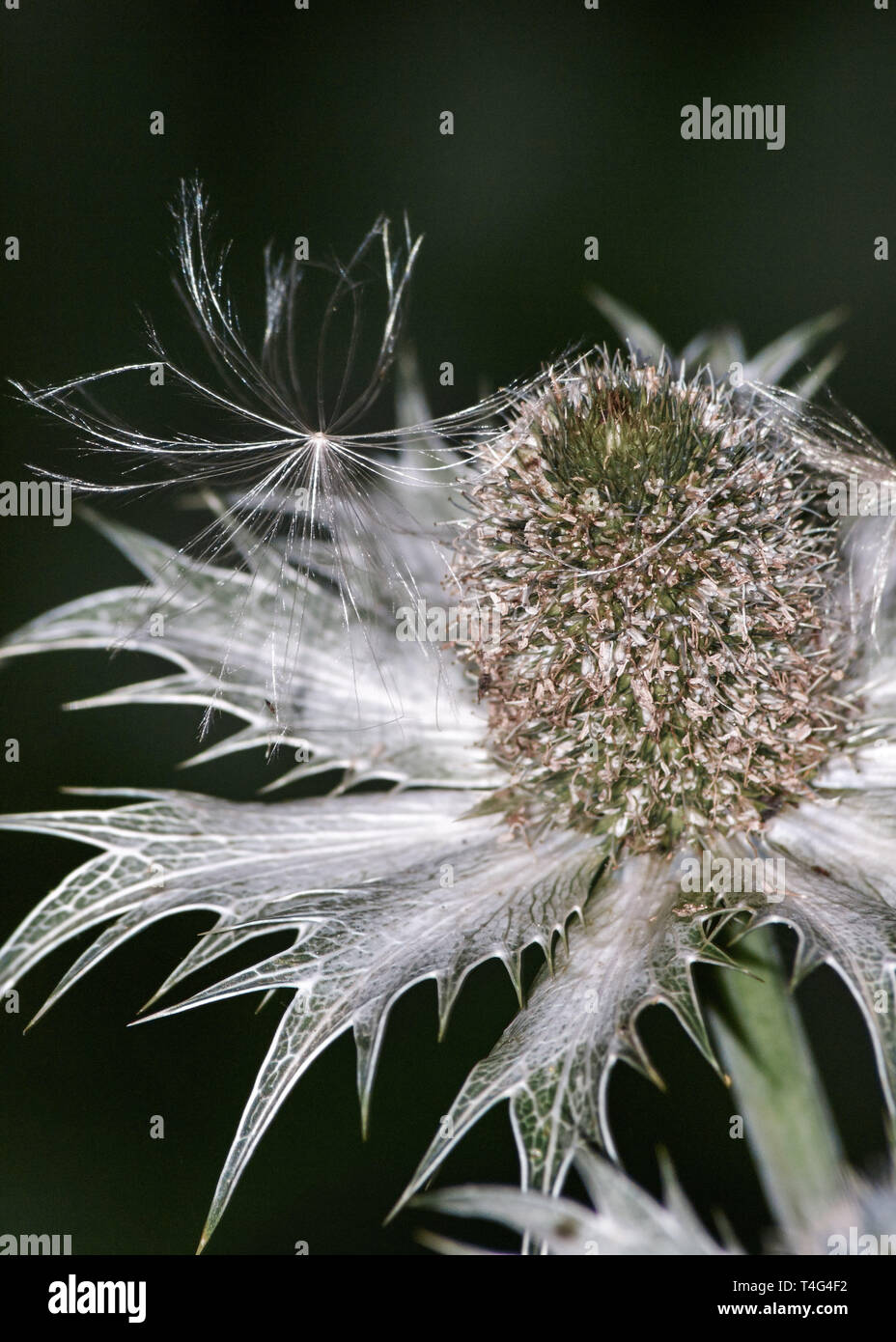 a dandelion seed landing on a spiky thistle Stock Photo