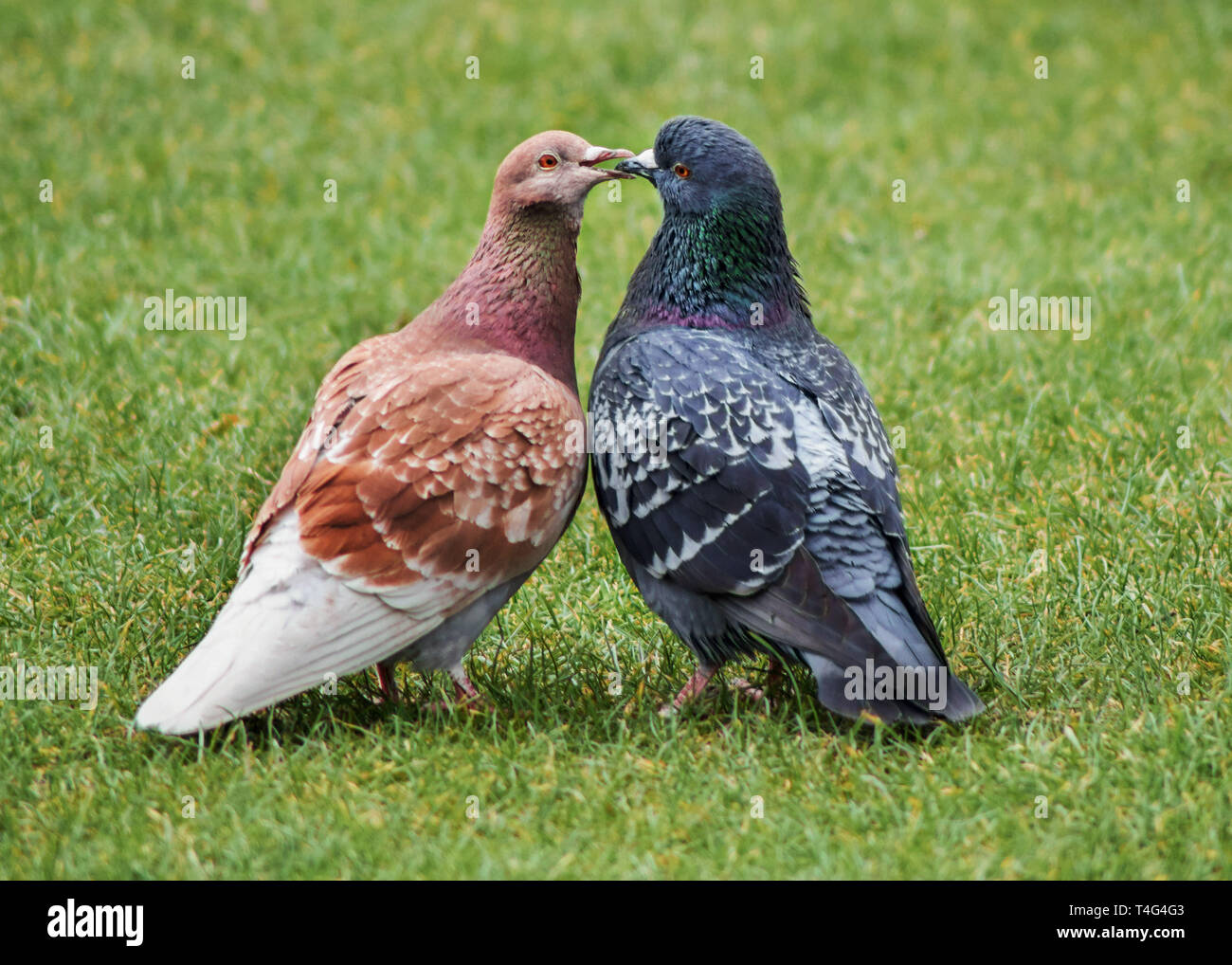 Two pigeons during a courtship ritual with their beaks touching Stock Photo