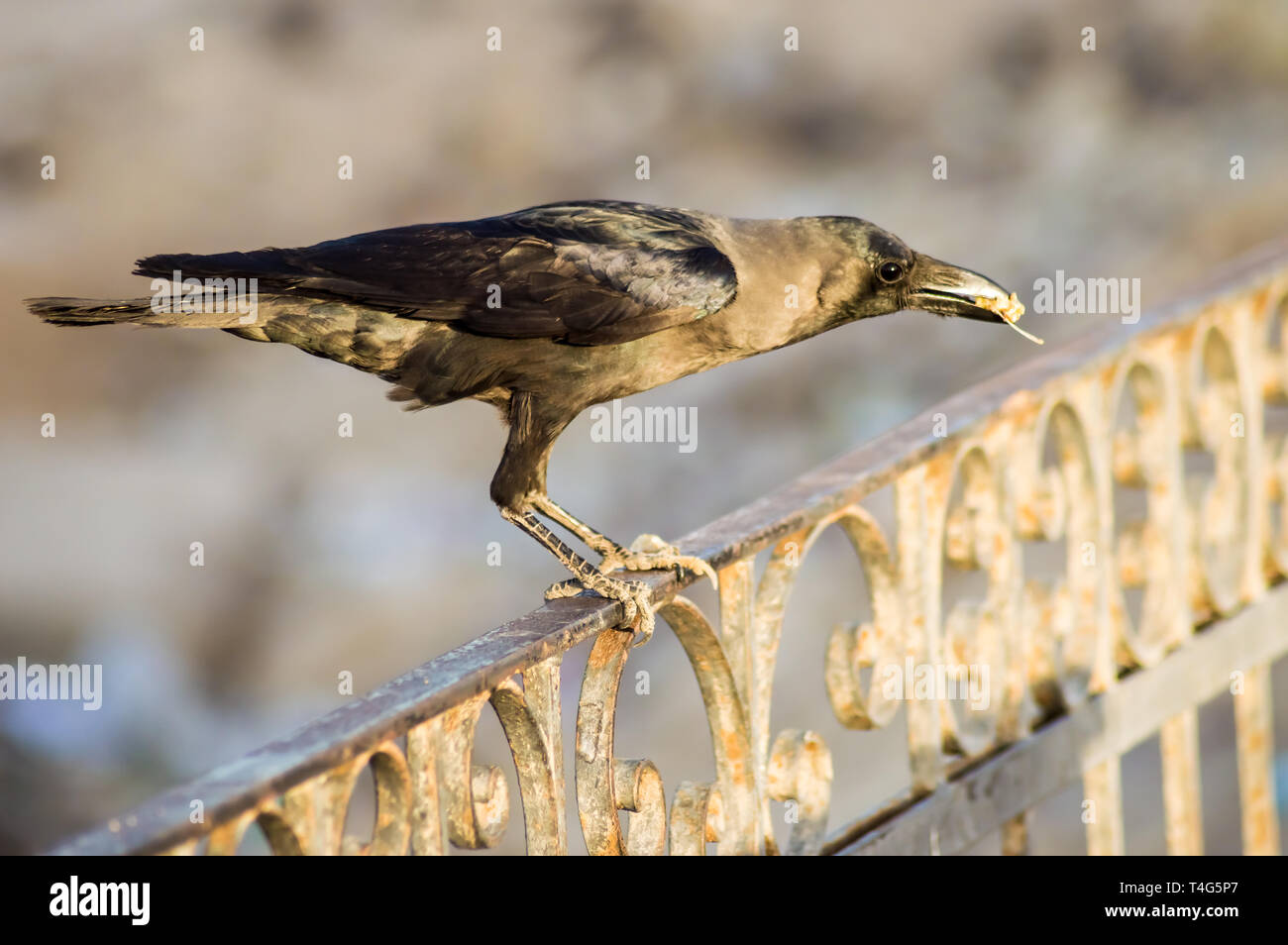 Close-up of a black crow sitting on a rail in the city of Hurghada in Egypt Stock Photo